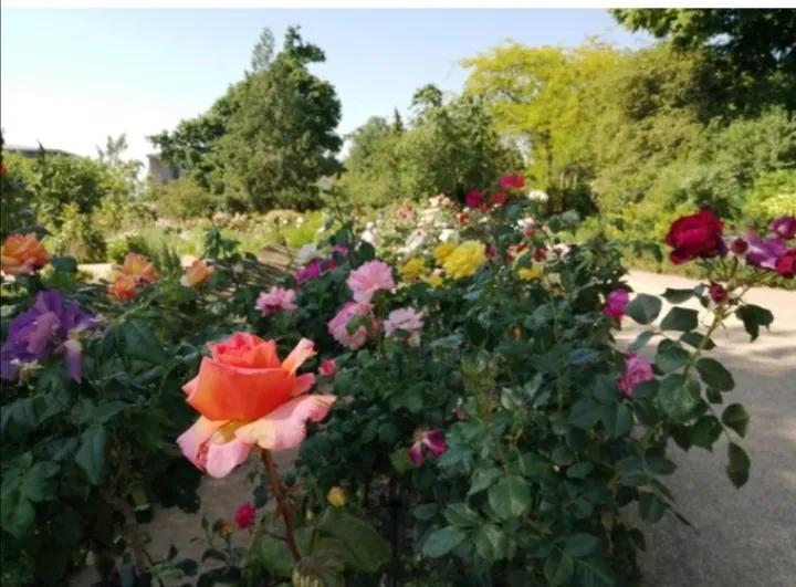 法国玫瑰花园,法国玫瑰花香沐浴露正品