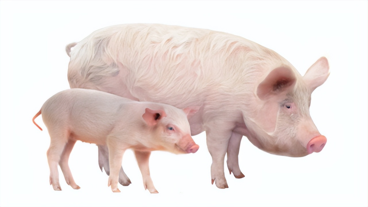 猪用霉饲料中毒怎么办,猪饲料霉菌中毒怎么治疗