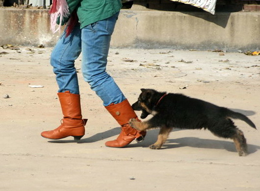 德牧养殖技术书籍大全,德牧饲养攻略