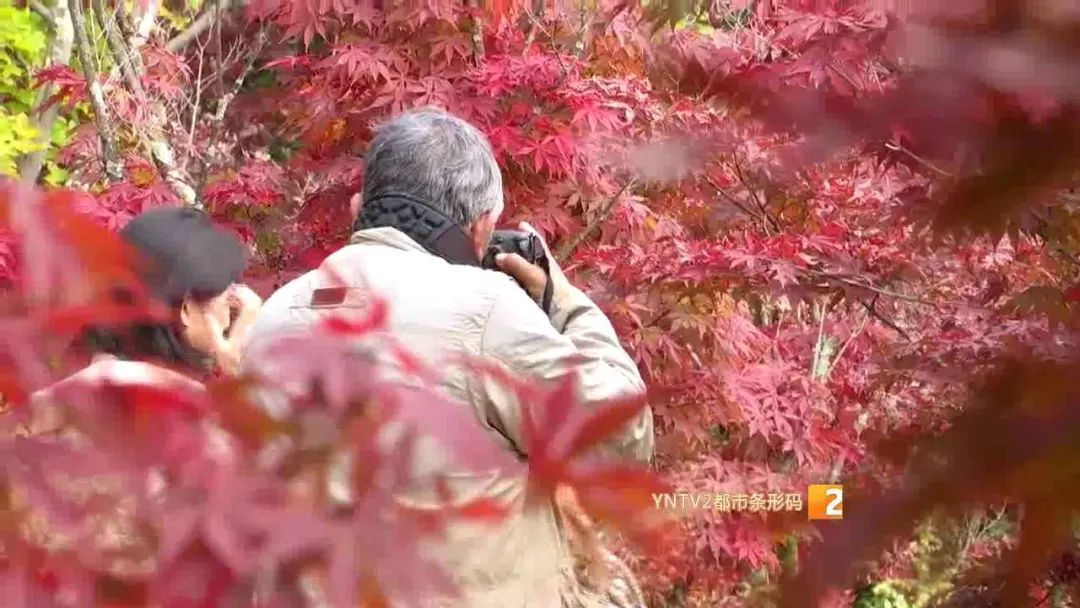 秋天的云南哪里漂亮又美丽,有一种美叫云南的秋天美景