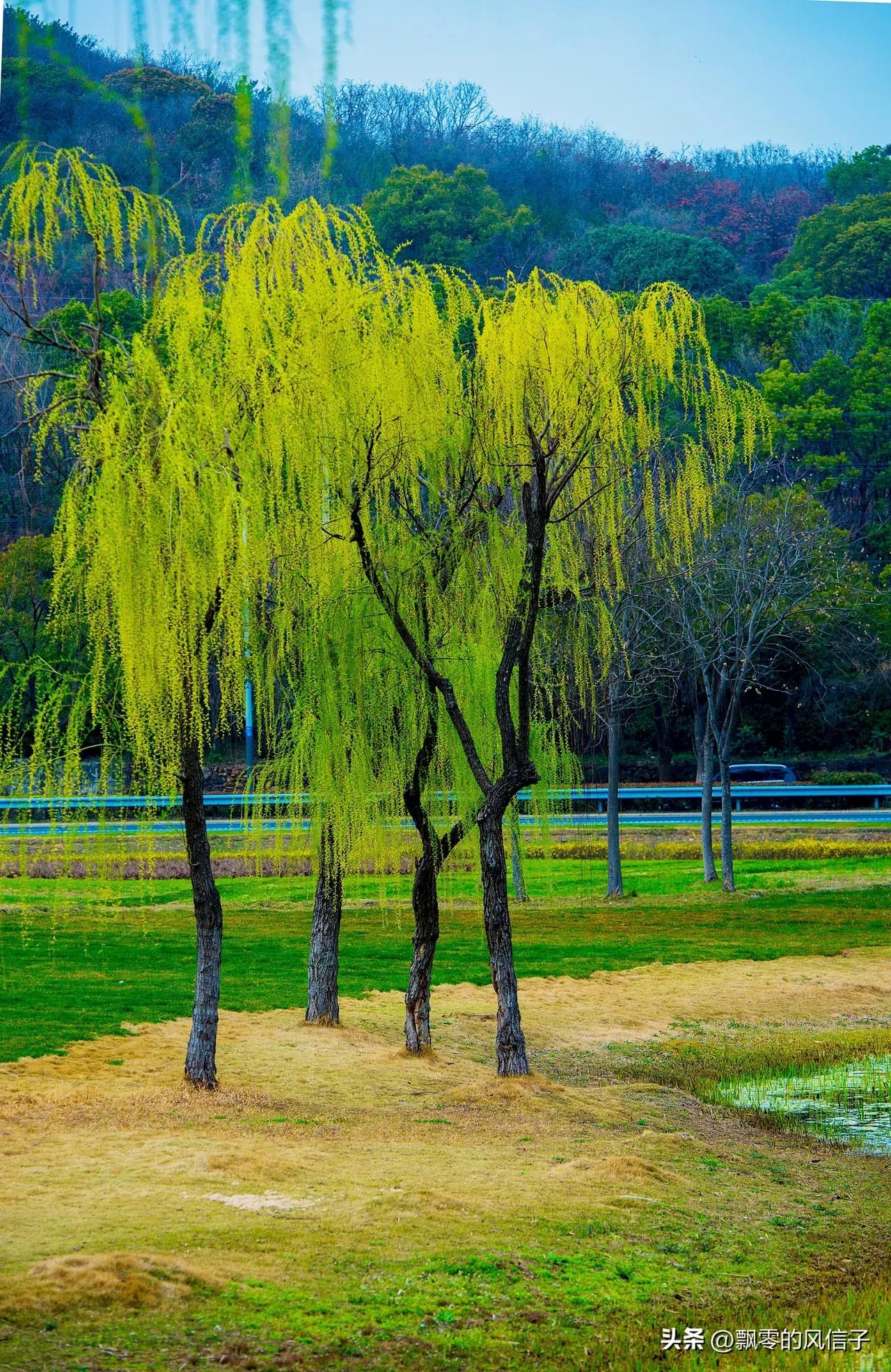 古人笔下那些绝美的柳诗词,古诗唐代诗人咏柳