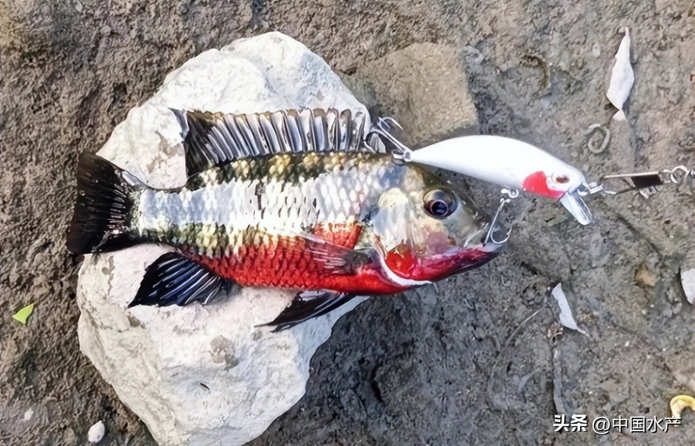 水生外来物种入侵防控工作方案,水生动物防疫