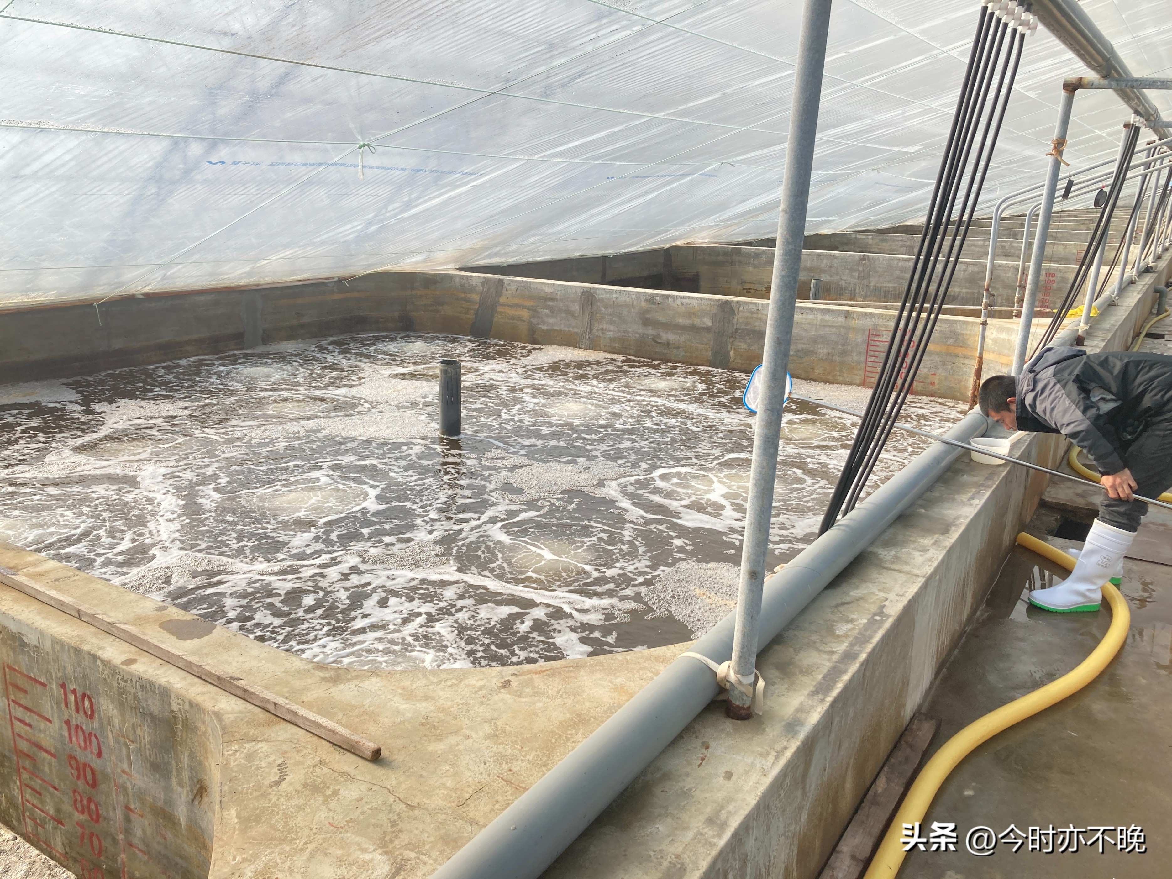 怎么防止虾病暴发,目前虾病防治技巧有哪些