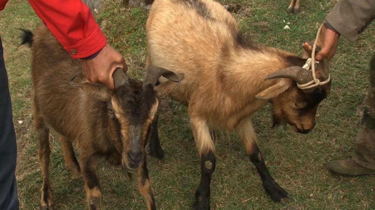 云南惊现怪羊,云南出现黑色怪羊