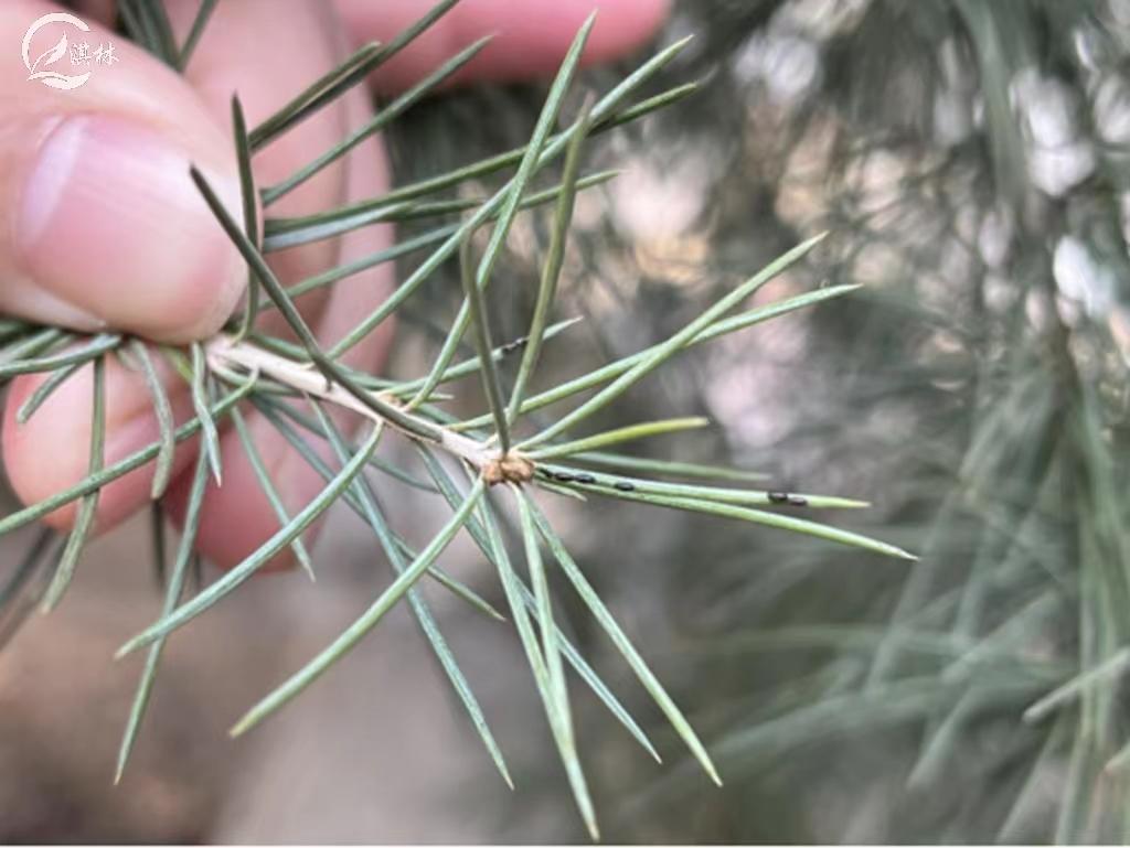 松大蚜打药几小时能死掉,雪松上的松大蚜用什么药