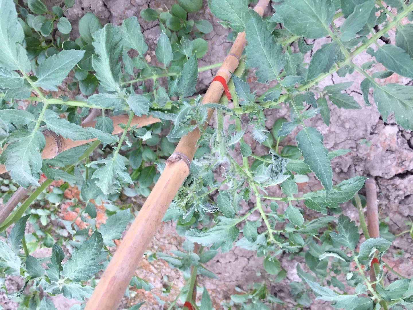 番茄枯萎病无公害防治,彻底消灭枯萎病特效药