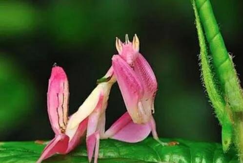 罕见绝美的小动物图片,罕见的动物有趣照片难得一见
