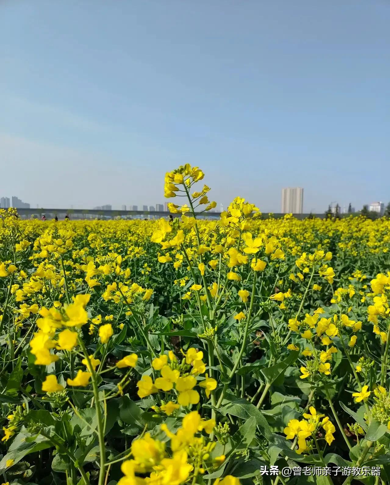 西安油菜花花海,西安看油菜花的地方都有哪些景点