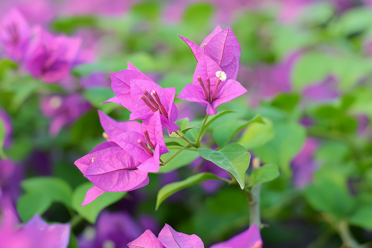男友一直保证会和我在一起，但是见到我姐姐后，把我甩了