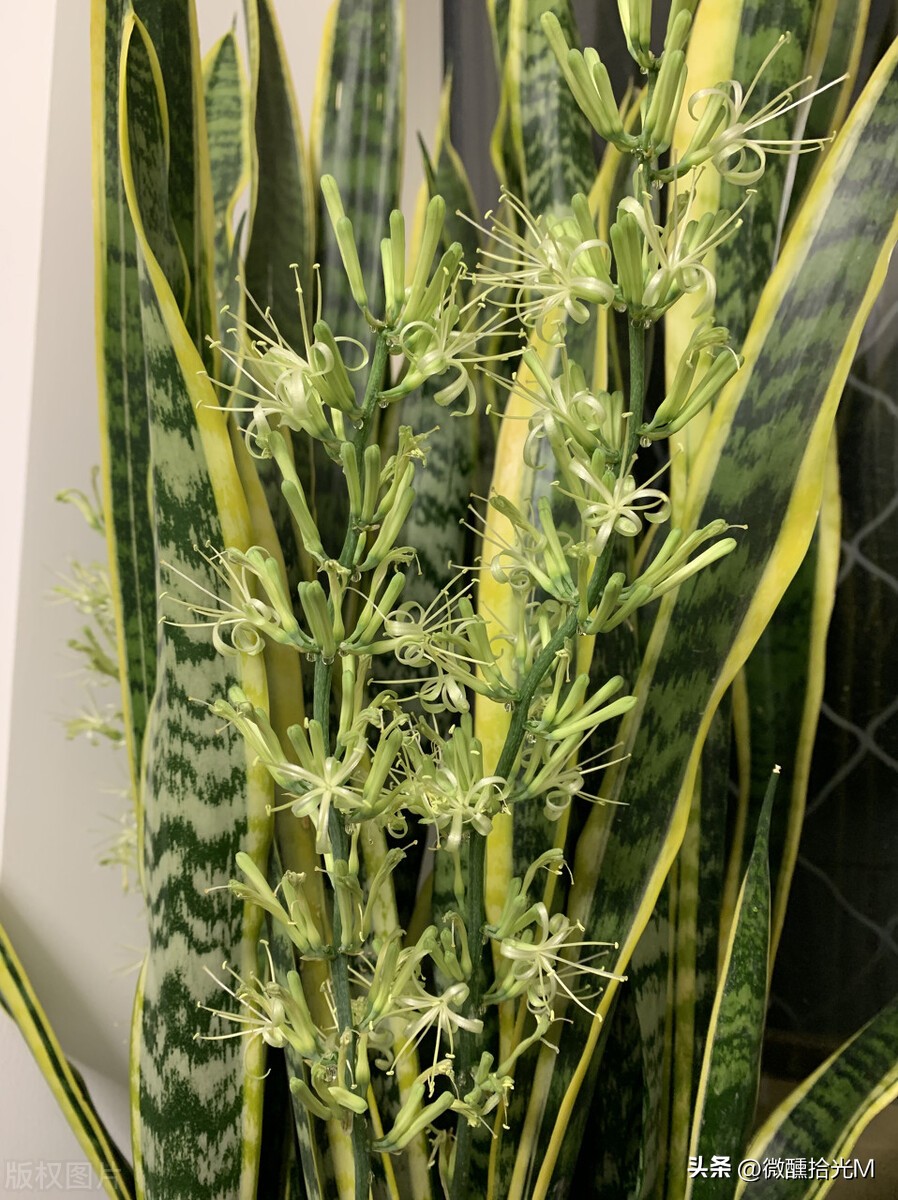 虎皮兰有镇宅的功效吗,虎皮兰被称为天然的去污小能手