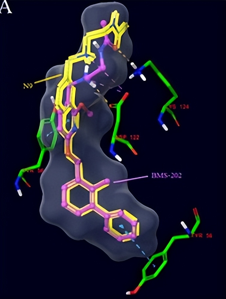 唾液酸与杜克雷嗜血杆菌周质结合蛋白之间相互作用的分子特征