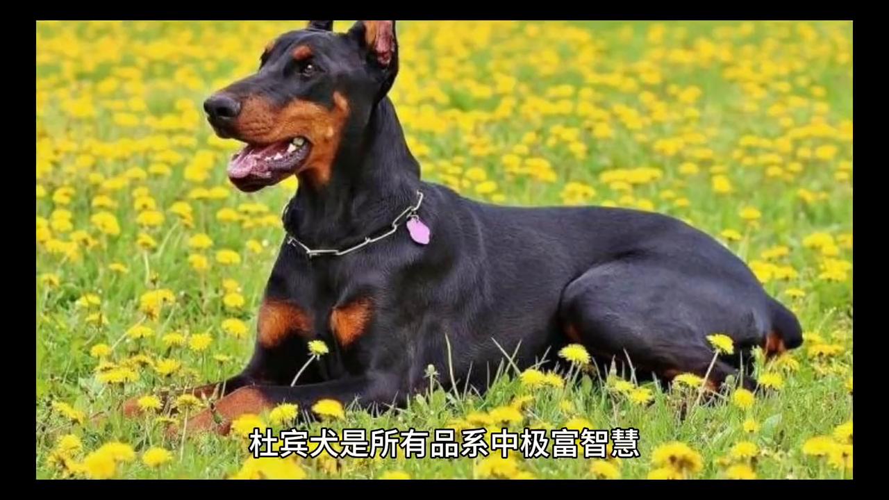 陆龟苏卡达幼龟,陆龟苏卡达和赫曼哪个好