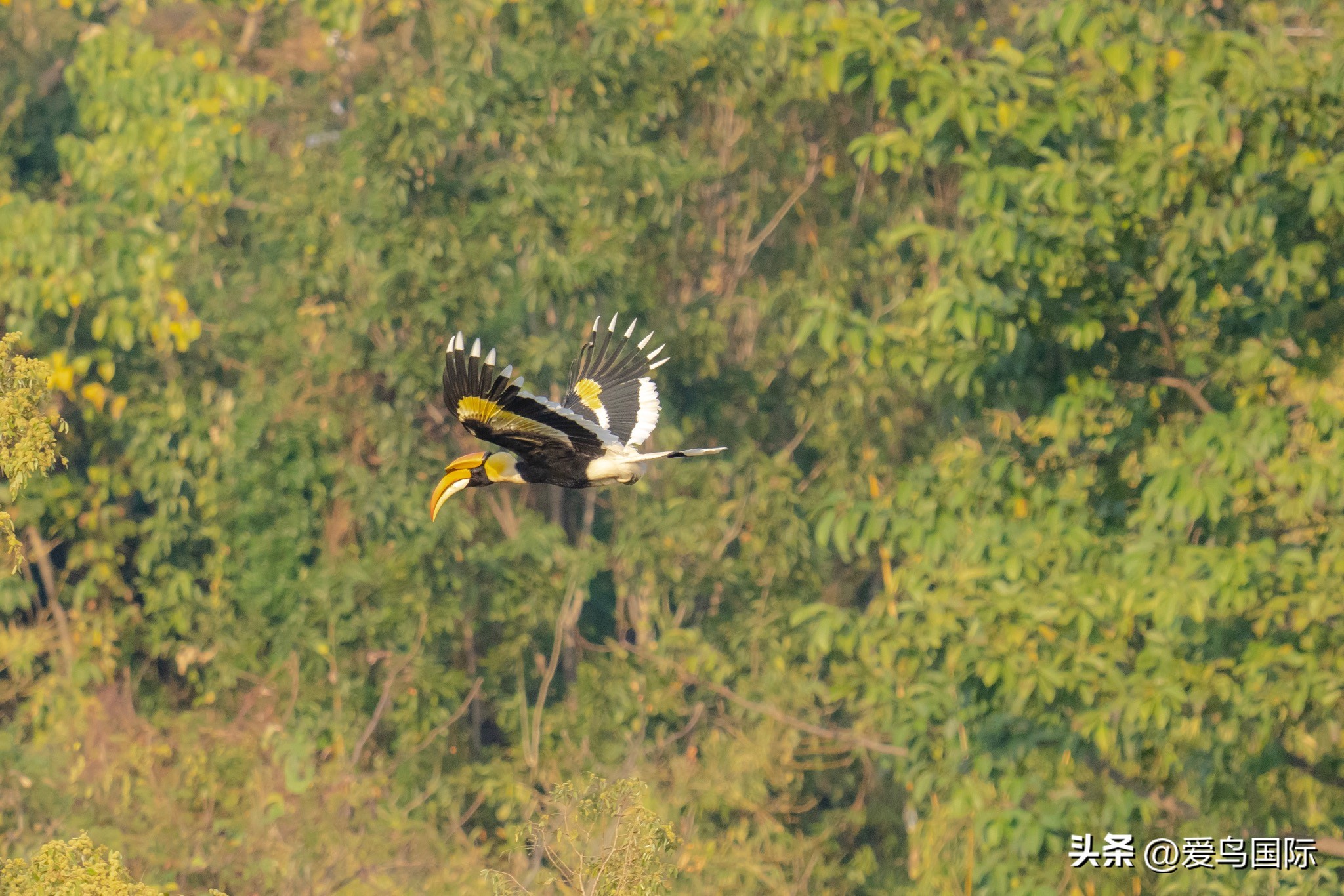 Alpha 1鸟种“加新”之旅 索尼云南拍鸟活动手记