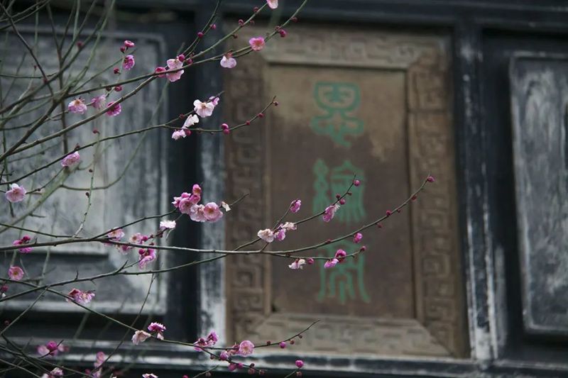 中国赏梅好去处苏州赏梅花,苏州十大赏梅胜地你去过几个
