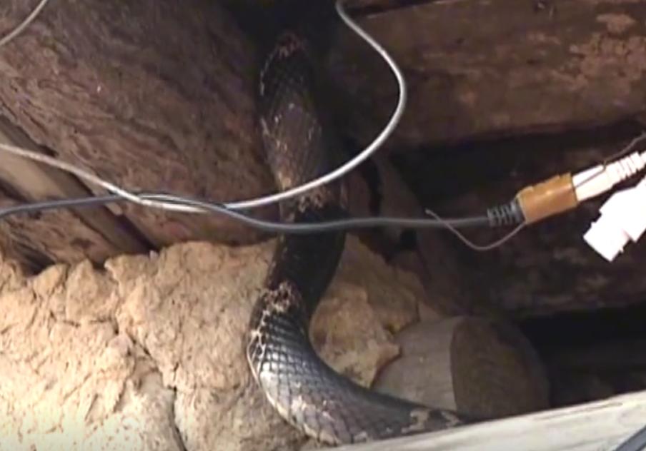 黑龙江女子和蛇同居15年,黑龙江男子和蛇一起生活三年