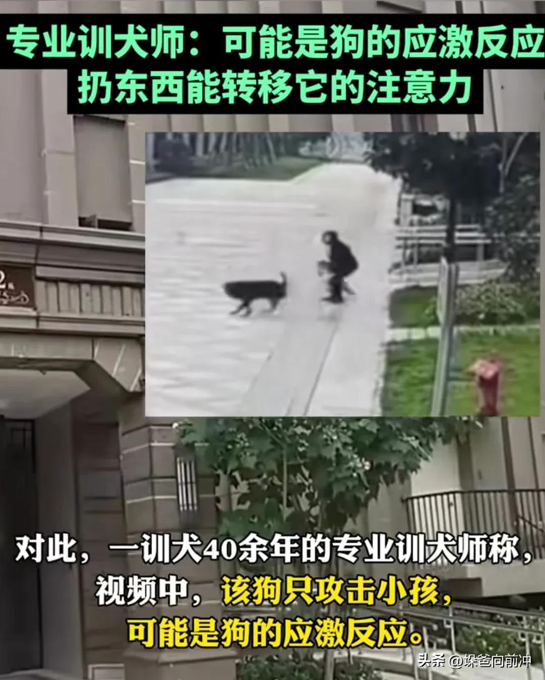 训犬师称罗威纳咬人或为应激反应,训犬师咬孩子