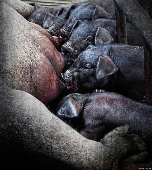 母猪屡配不孕怎么解决,母猪不孕不育怎么处理