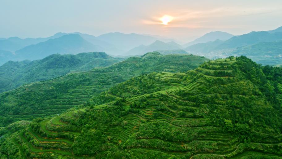 被皇帝赐名的茶叶,铁观音乾隆御品