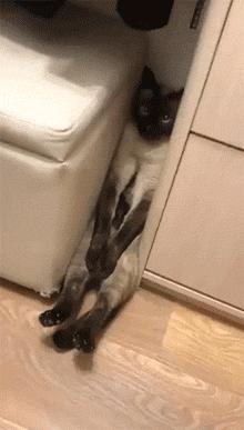 猫咪挑食只需一招,猫咪讨食小技巧