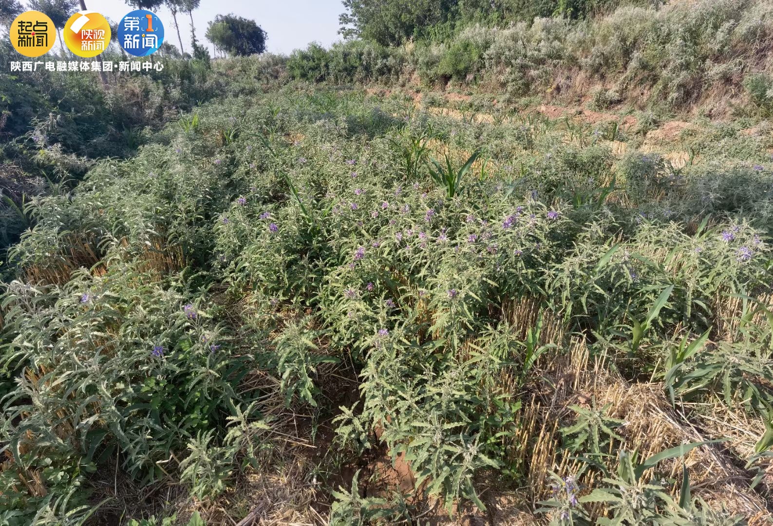 咸阳多地发现银毛龙葵金丝猴,咸阳多地发现银毛龙葵琥珀