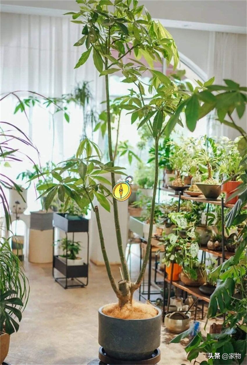 客厅放绿植好养吗,客厅放绿植有什么忌讳