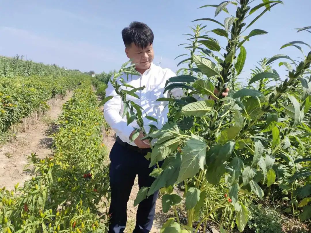 河南小伙放弃百万年薪回家种地,辞掉百万年薪回家种辣椒