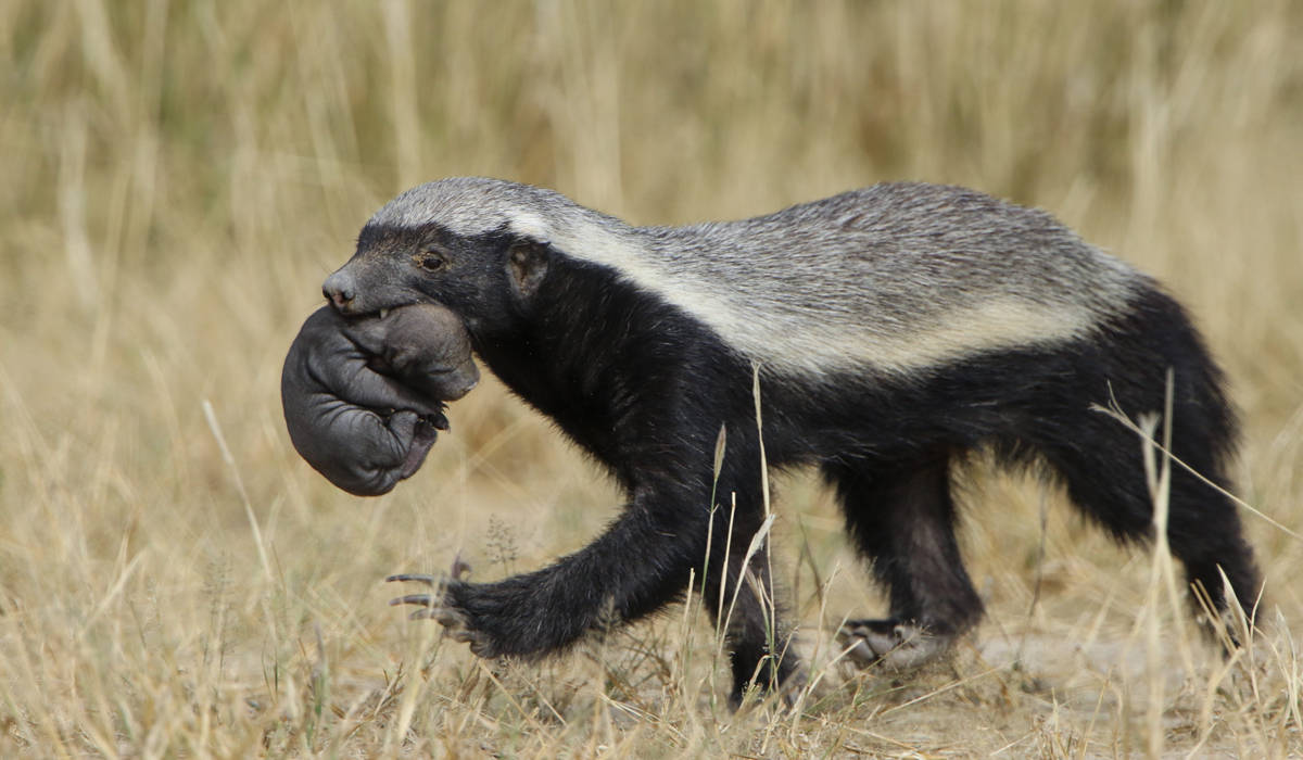 鼬科里平头哥是不是最厉害,鼬科最强猛兽