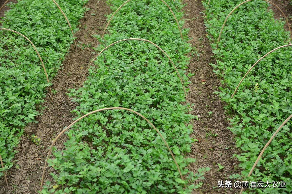 中国十大蔬菜之王,中国蔬菜又多又便宜