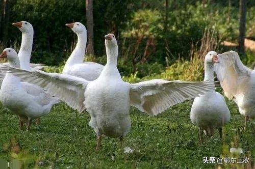 农村夏天防蛇用什么,夏季防蛇用这5种方法