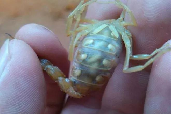 农村孩子夏天爱数蝎子