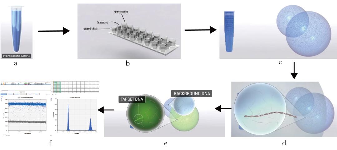 首发!罗非鱼湖病毒微滴式逆转录数字PCR检测方法