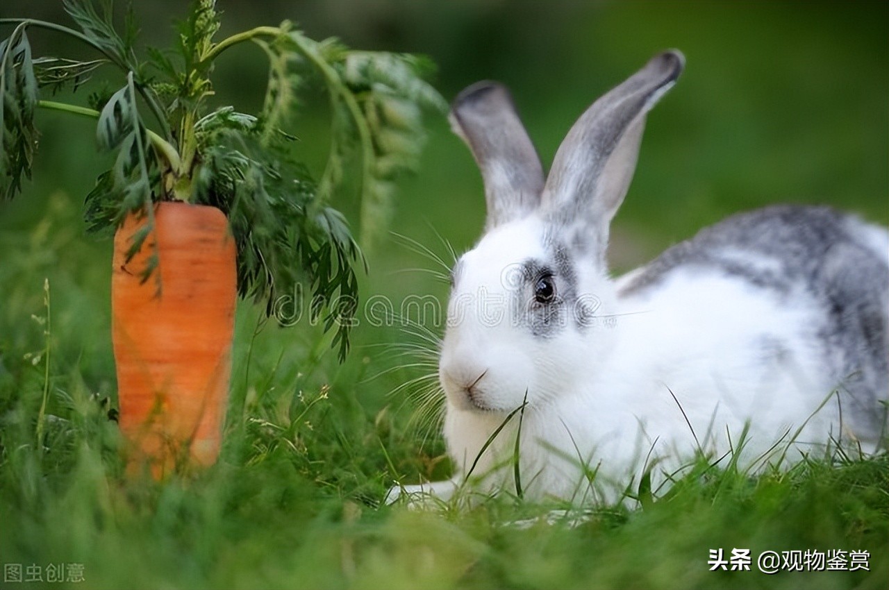 兔子嘴巴烂了怎么快速消除,兔子嘴巴烂了是什么原因