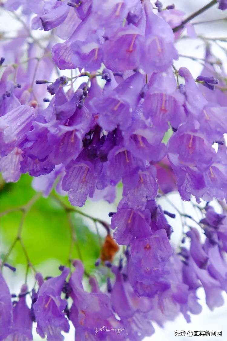 泸州蓝花楹打卡地,蓝花楹打卡点照片