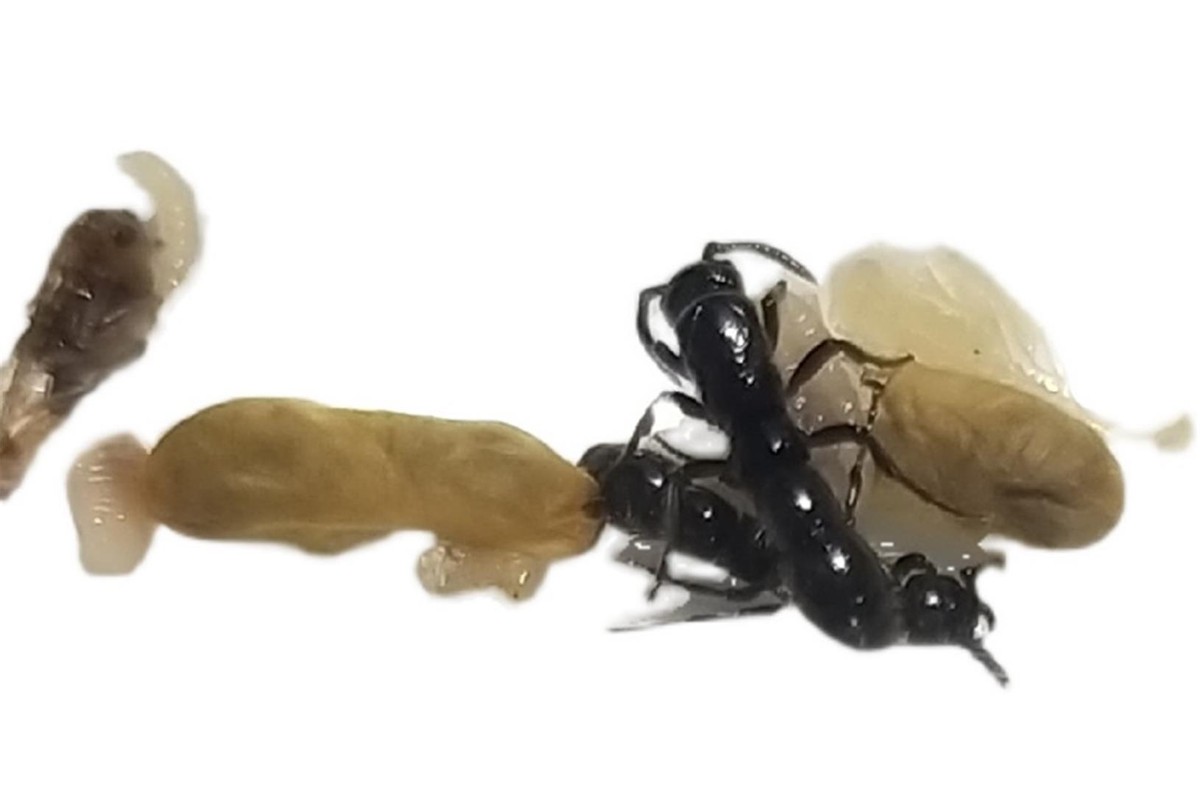 澳洲连蚂蚁都是狠角色？父子露营发现蚂蚁撕咬毒蛇，差点只剩白骨