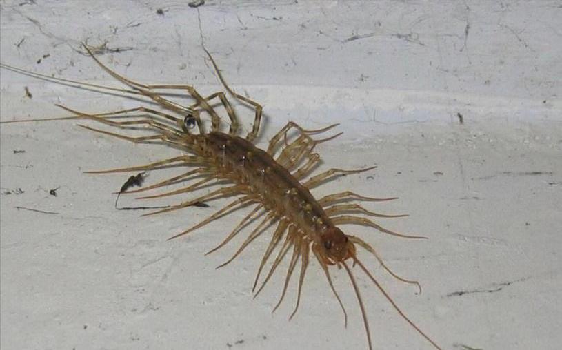 家里有蚰蜒是什么预兆,家里出现蚰蜒是吉是凶