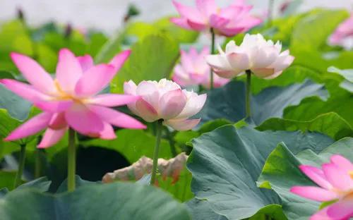 春树的人生格言书籍,人生书籍里的经典语录大全