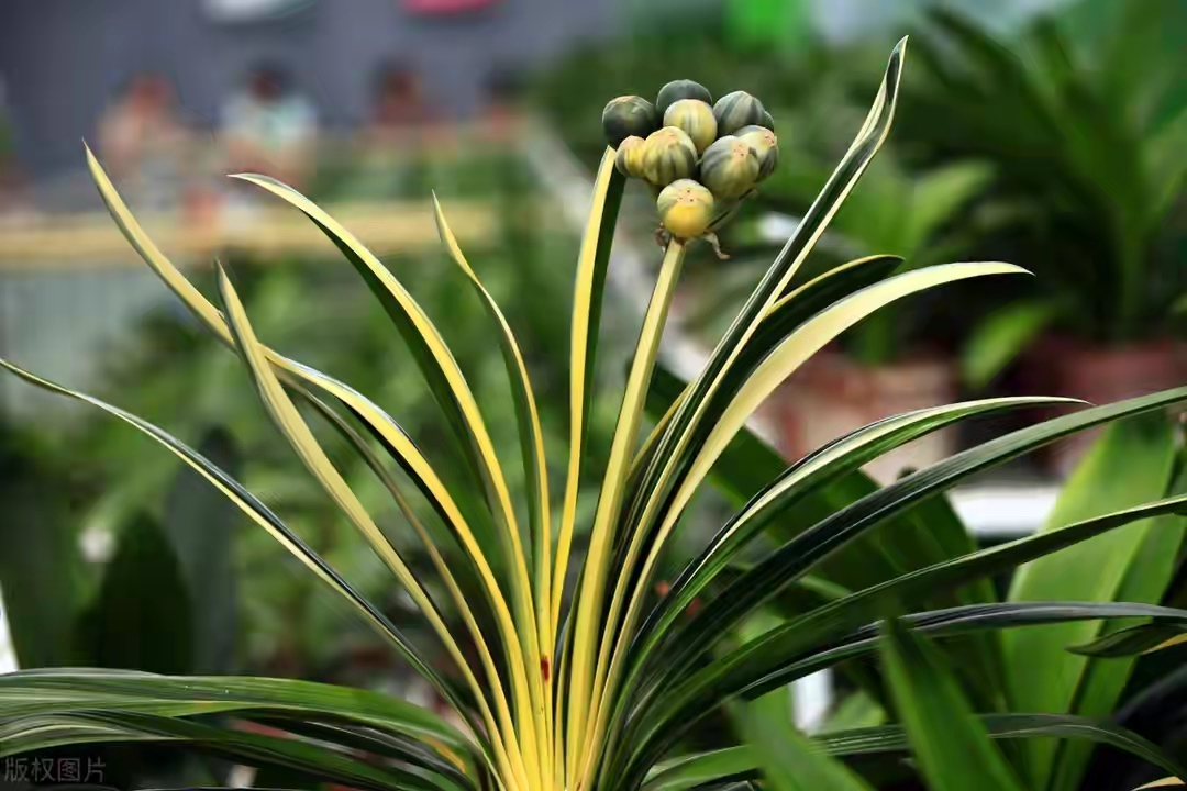 6种年宵花现在买最省钱,年宵花怎么养才旺财