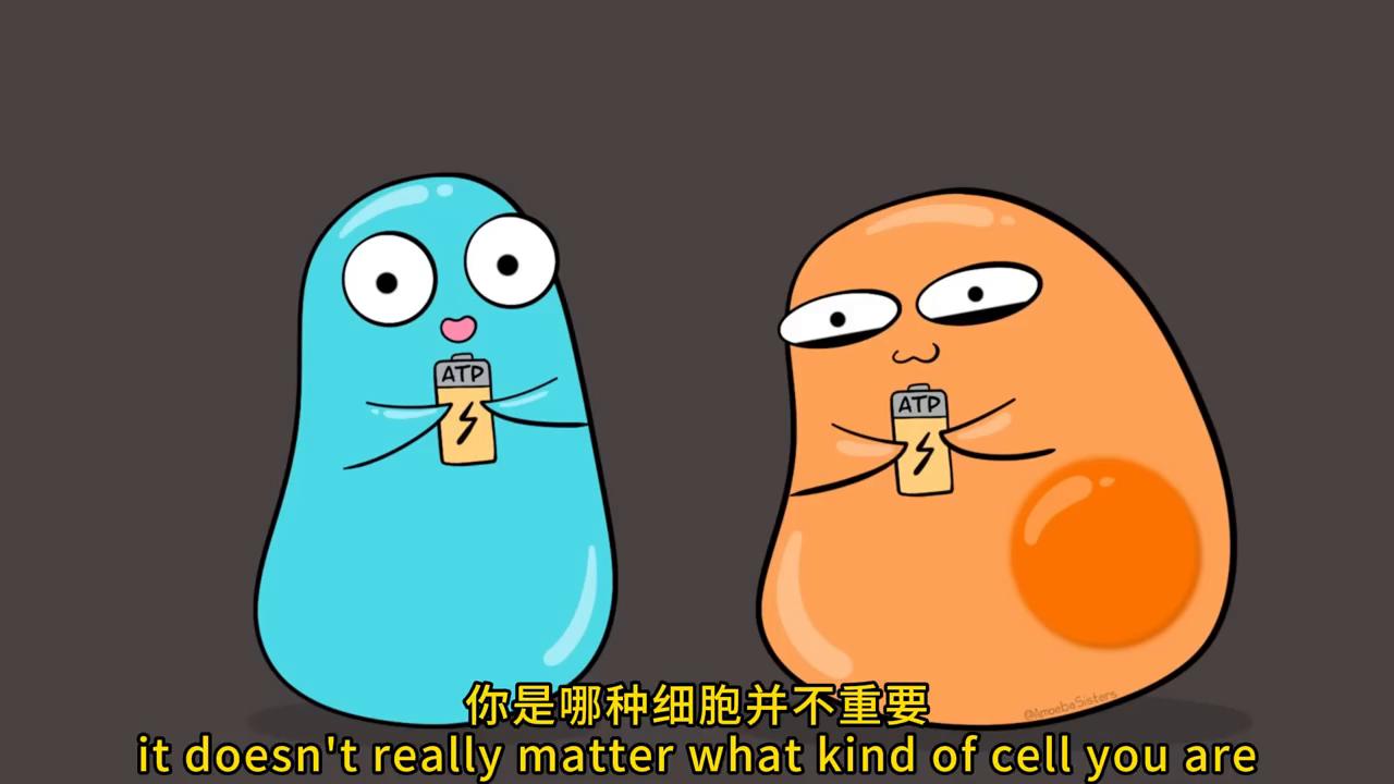 CellularRespiration,UPDATED细胞呼吸#动画