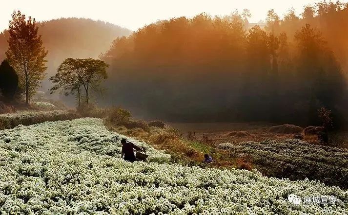 湖北麻城福白菊在哪里买,麻城福白菊产品及介绍