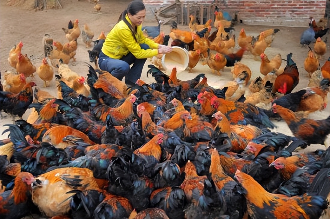 养殖业板块未来发展前景,养殖业发展前景可行性报告