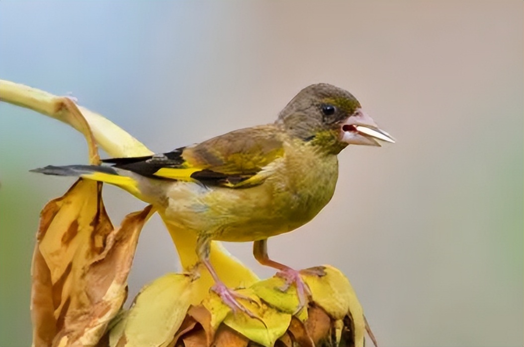 防止鸟偷吃的最好方法,怎样可以驱赶鸟类偷食庄稼