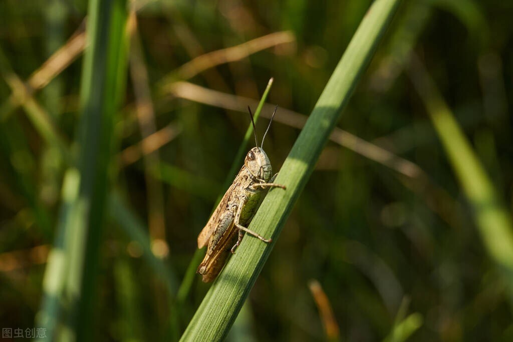如何克服昆虫恐惧症,人对昆虫的恐惧大于死亡