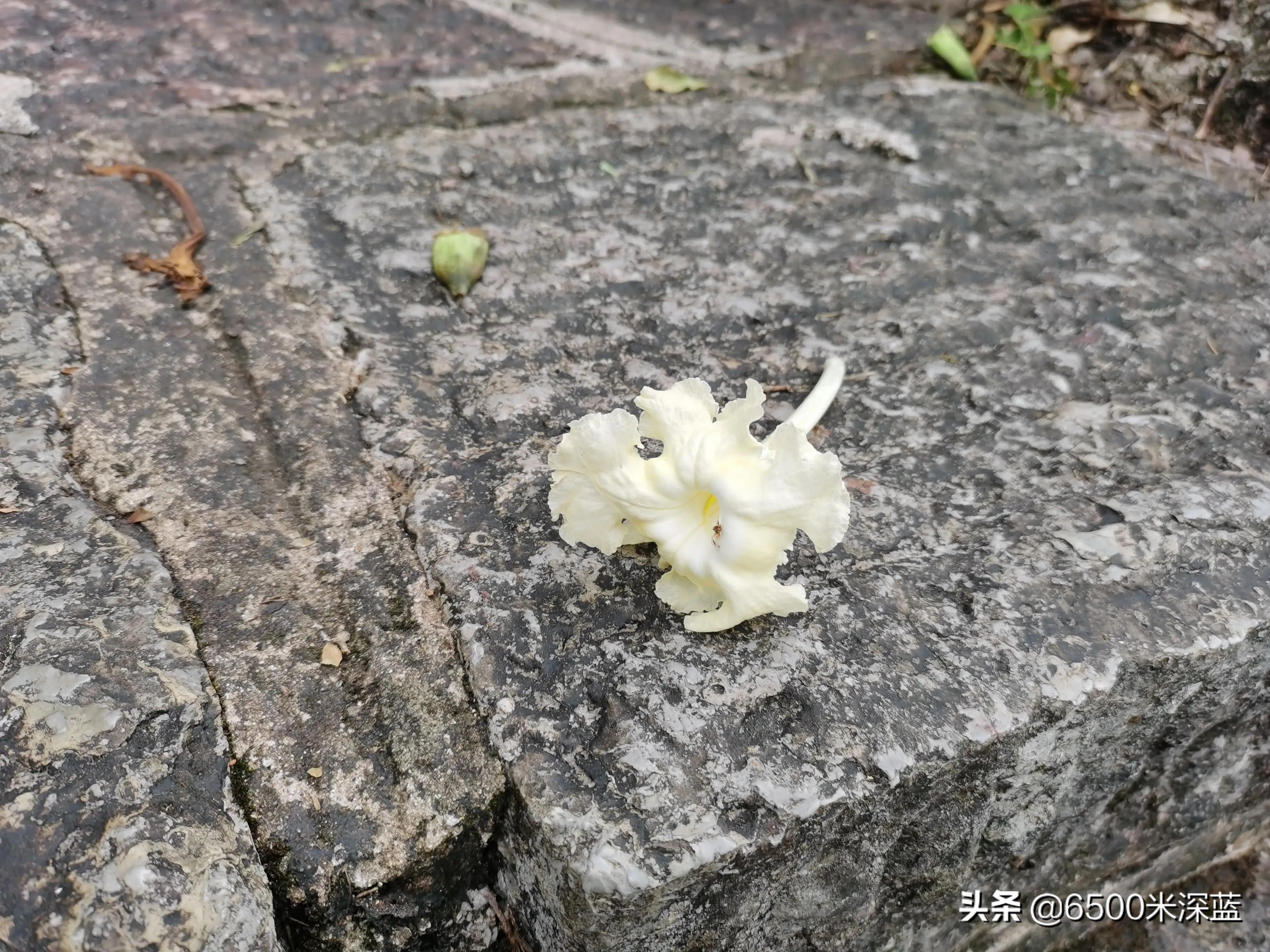 深蓝怎么写,深蓝书写