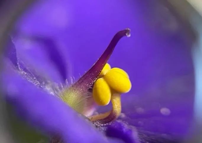 绿边紫罗兰植物图片,非洲紫罗兰怎么浇水