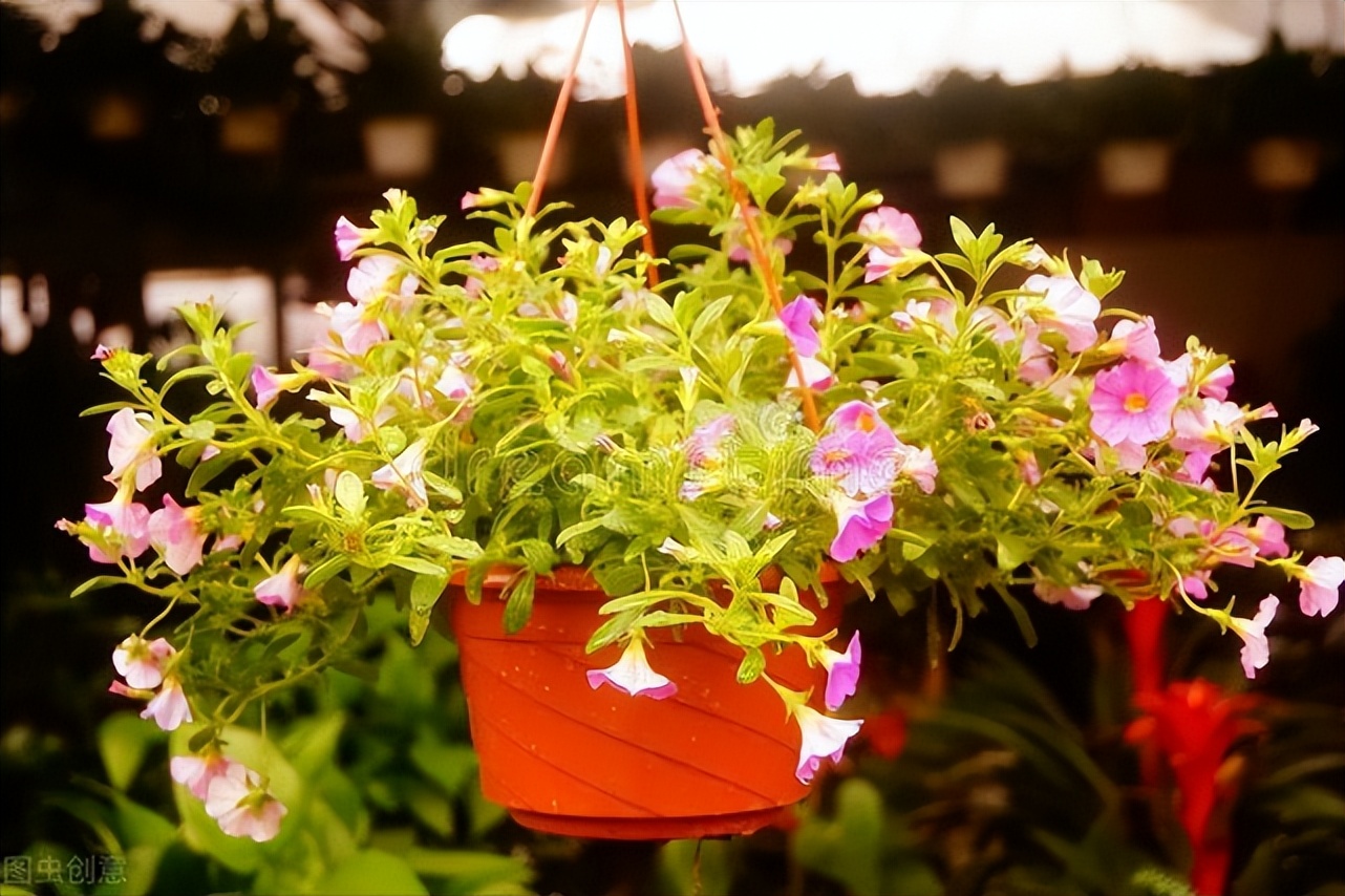 坟前三不种什么意思,坟前三不种床前四不留指的是什么