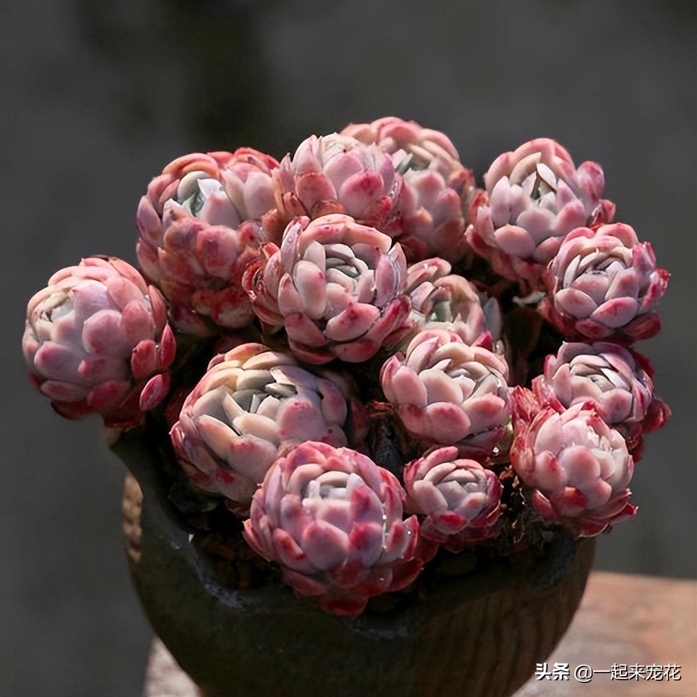 最好看的多肉冰梅,冰梅多肉好过夏吗