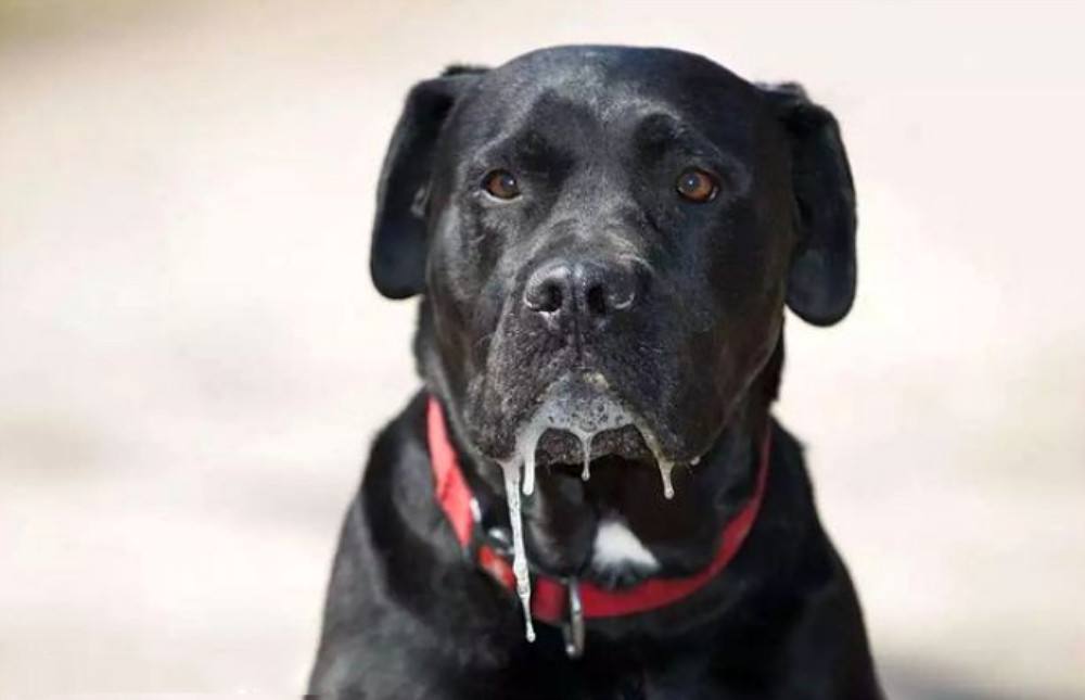 狗狗狂犬病的前期征兆,狗狗狂犬病早期的10个征兆