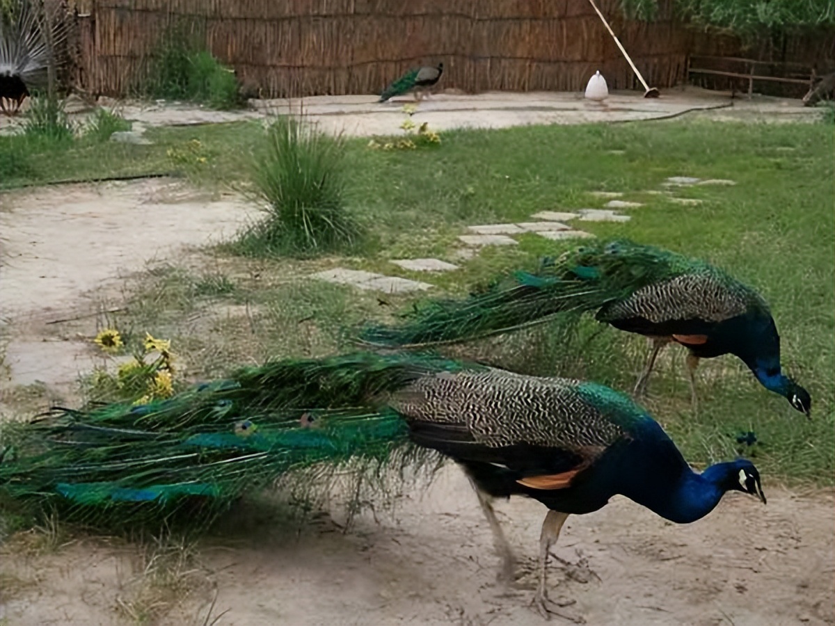 养孔雀主要靠什么赚钱,在农村养孔雀挣钱吗投资多少