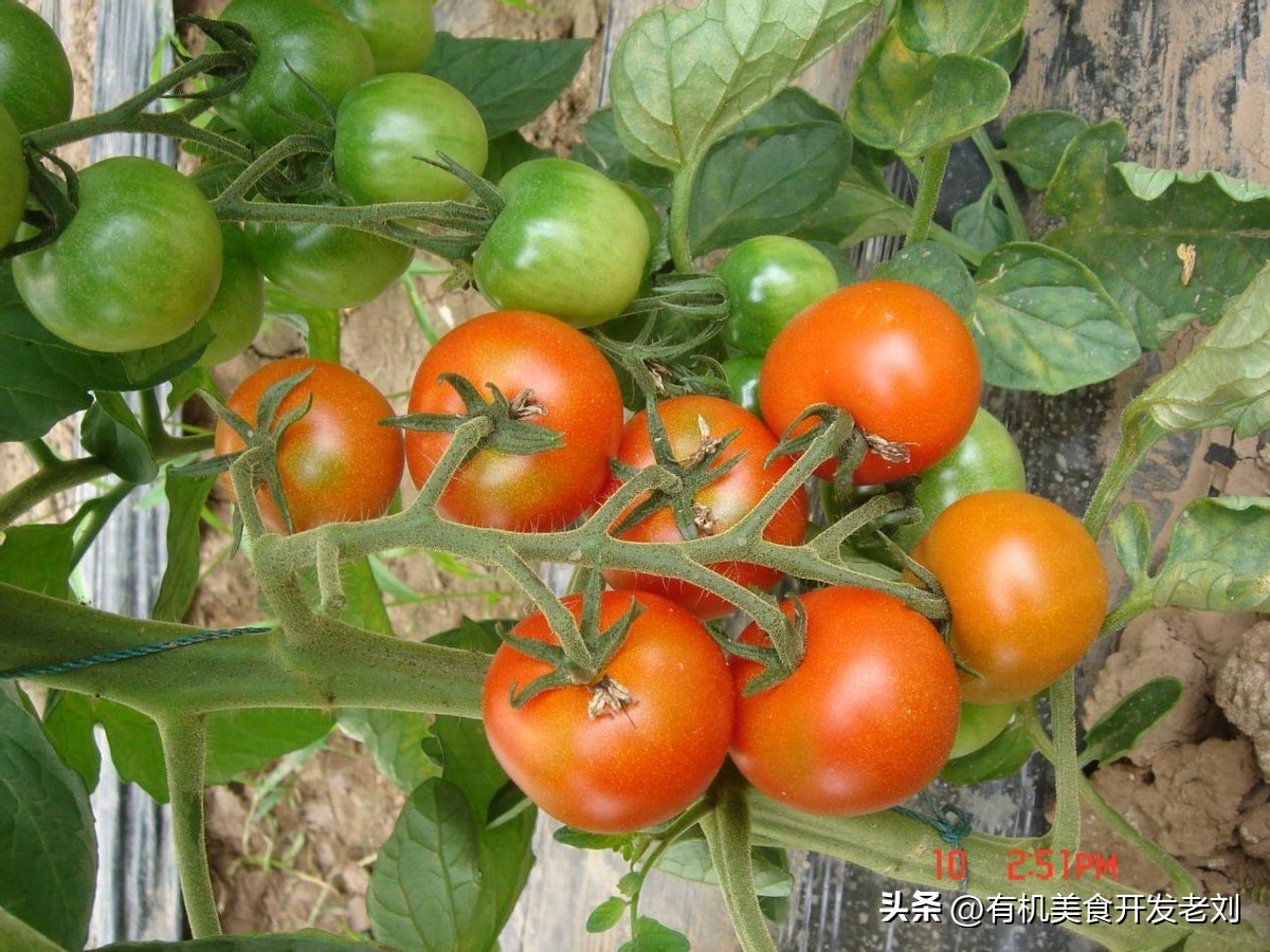 番茄怎么储存才能保持营养,番茄怎么储藏的时间长