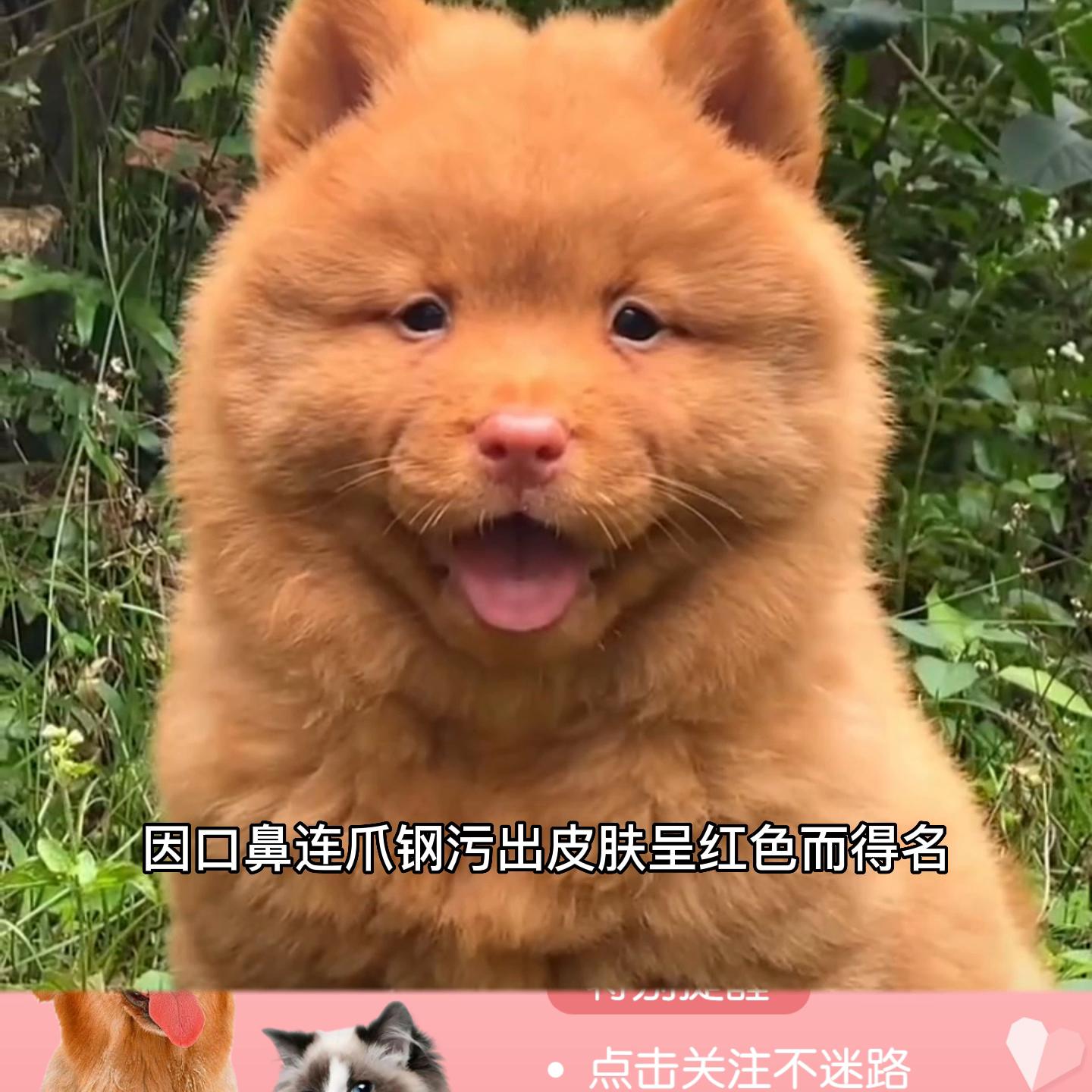 中国的土狗都有什么品种的狗,最机警的十大犬种土狗只能排第三